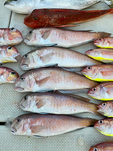 シロアマダイの釣果