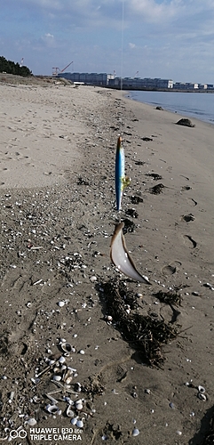 シタビラメの釣果