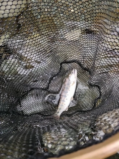 ヤマメの釣果