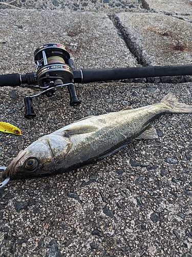 セイゴ（マルスズキ）の釣果