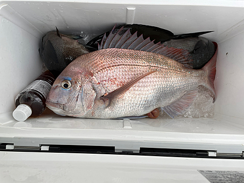 マダイの釣果