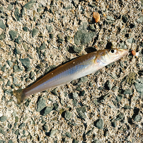 キスの釣果