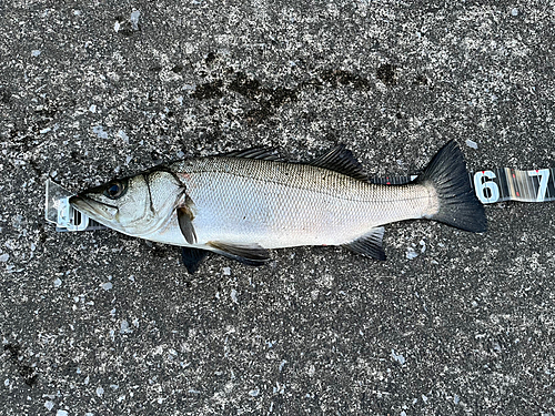 ヒラスズキの釣果