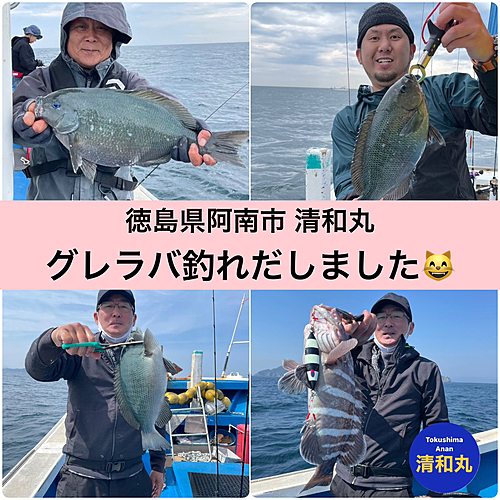 グレの釣果