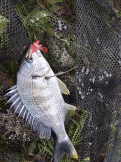 キビレの釣果