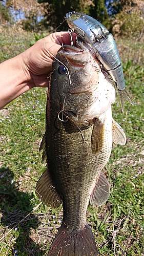 ブラックバスの釣果