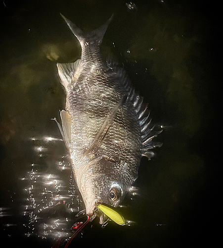 キビレの釣果