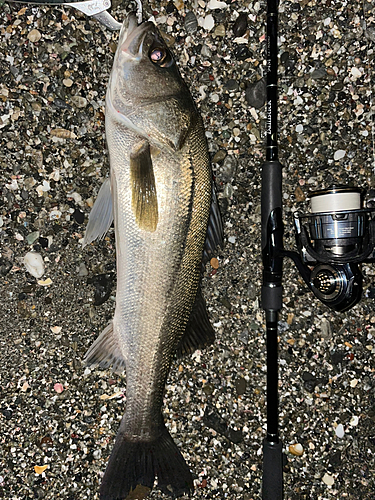 スズキの釣果