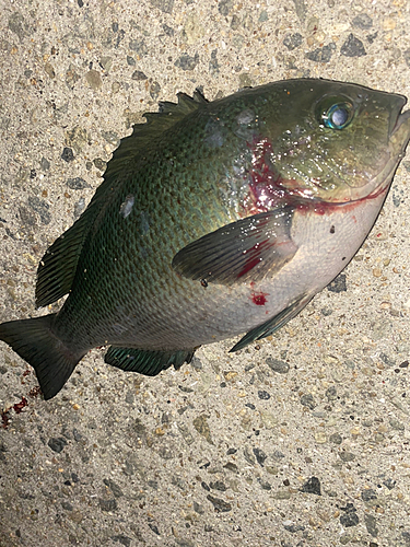 グレの釣果