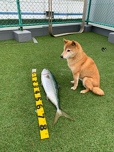 ブリの釣果