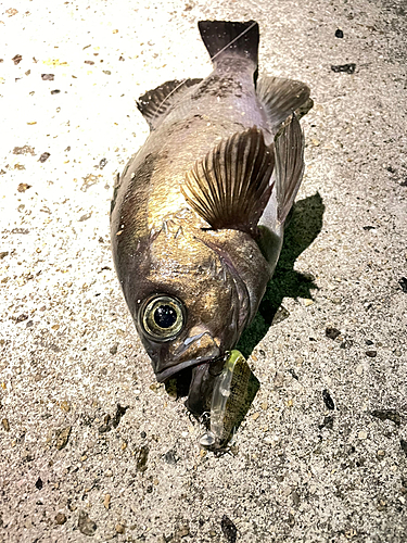 クロメバルの釣果