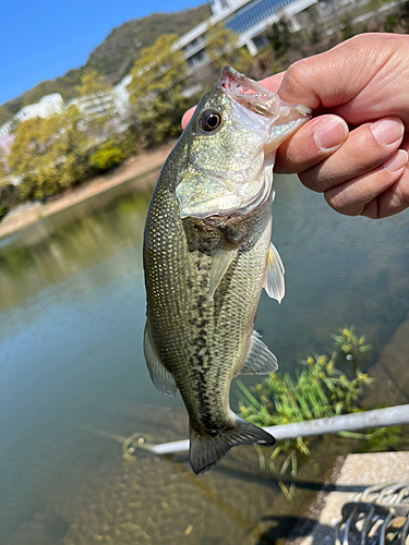 ラージマウスバスの釣果