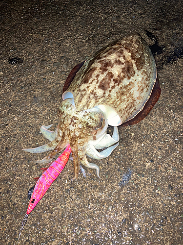 コウイカの釣果