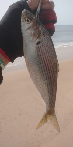 コノシロの釣果