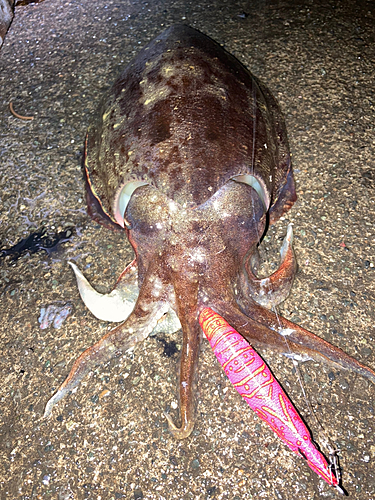 コウイカの釣果