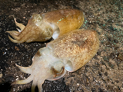 コウイカの釣果