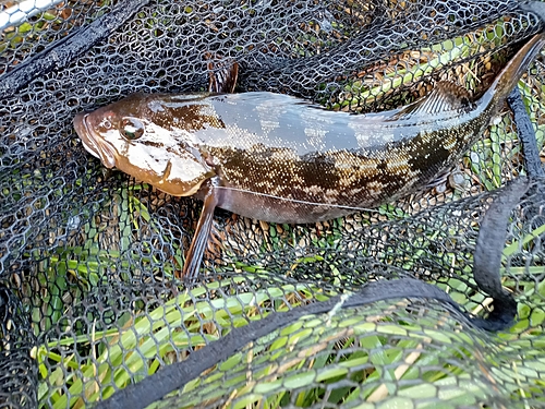 アイナメの釣果