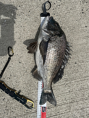 クロダイの釣果