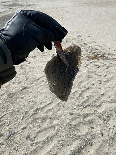 シタビラメの釣果