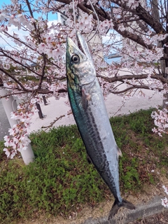 サゴシの釣果