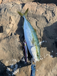 ハマチの釣果