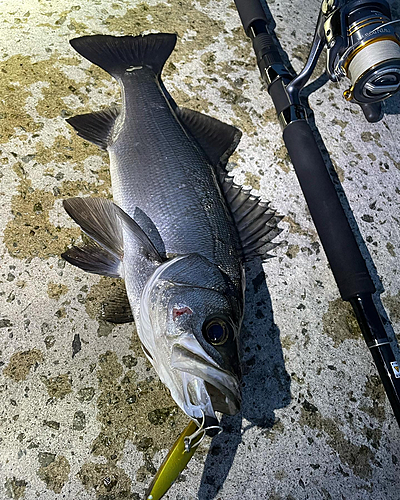 ヒラスズキの釣果