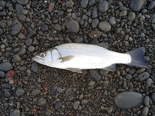 ヒラスズキの釣果