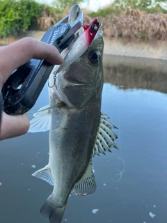 タイリクスズキの釣果