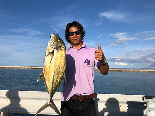 オニヒラアジの釣果