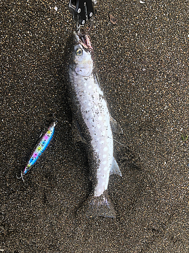 アメマスの釣果