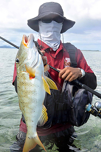 ムネアカクチビの釣果