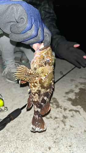 シロメバルの釣果