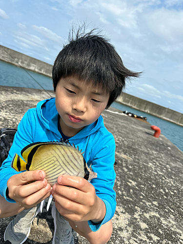 チョウチョウウオの釣果