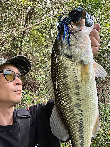 ブラックバスの釣果