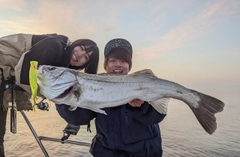 シーバスの釣果