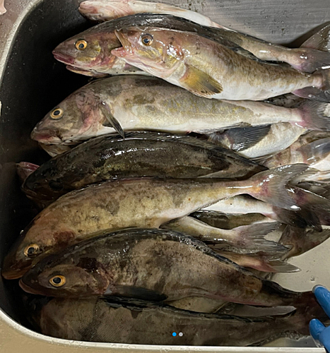 ホッケの釣果