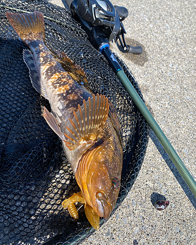 アイナメの釣果