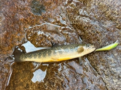 イワナの釣果