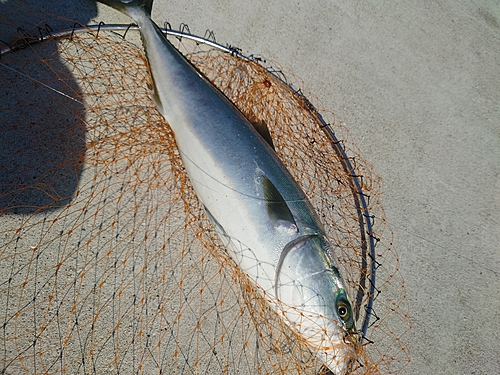 ハマチの釣果