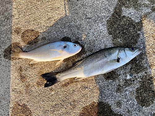 セイゴ（マルスズキ）の釣果