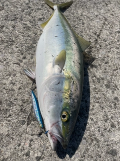 ハマチの釣果