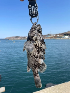 ソイの釣果