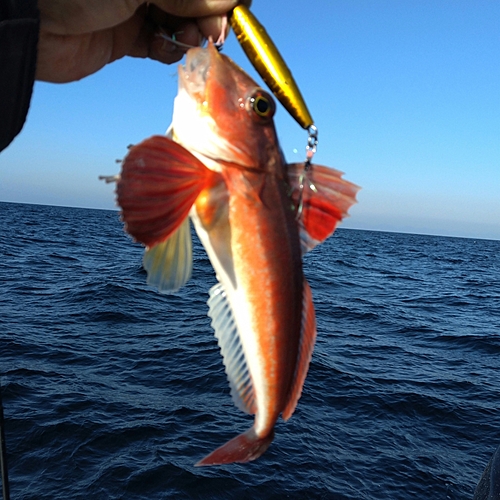 カナガシラの釣果