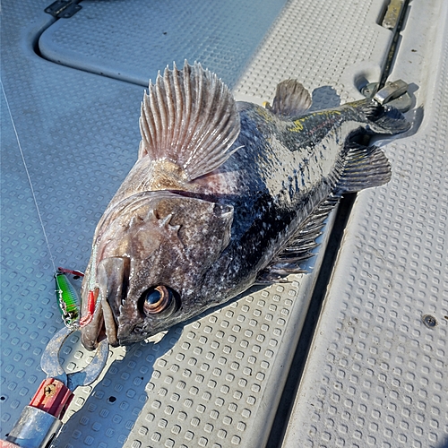 クロソイの釣果