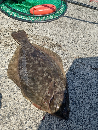 カレイの釣果