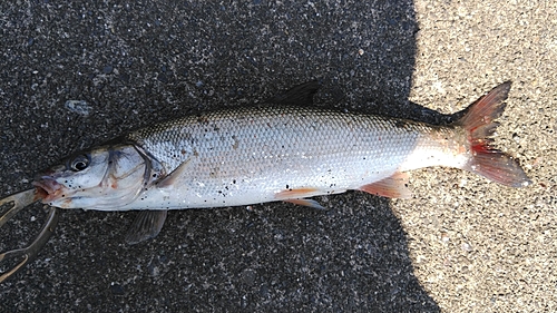 ウグイの釣果