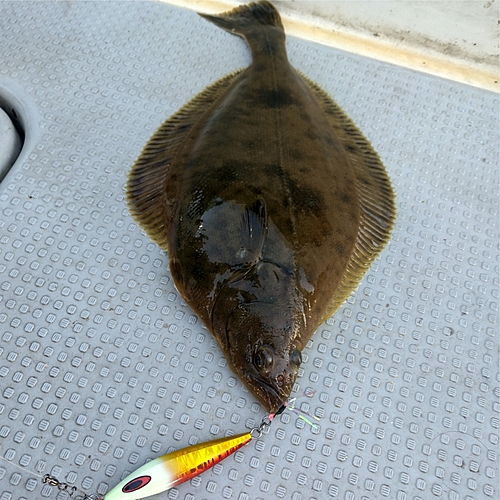 ソウハチの釣果