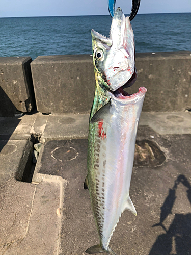 サゴシの釣果