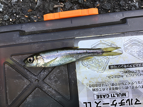 カワムツの釣果