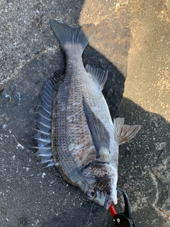 チヌの釣果